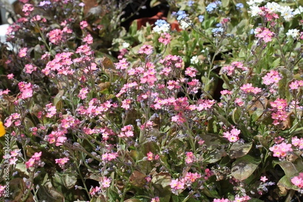 Fototapeta Rosa Vergissmeinnicht