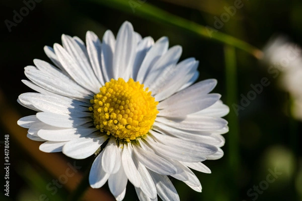 Fototapeta Spring flowers. Spring nature background. Close up of fresh tender chamomile in spring blooming field.