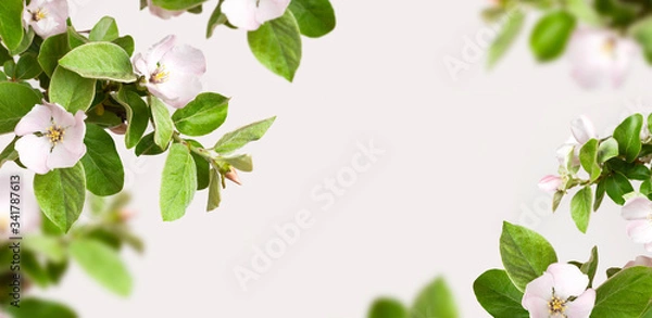Fototapeta Creative floral nature spring layout. Frame from Beautiful blooming spring twigs with white flowers green leaves on light background flat lay copy space. Springtime concept, flowers composition, bloom