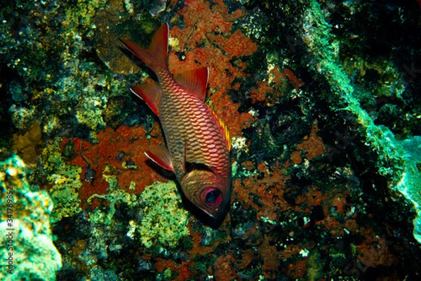 Obraz アカマツカサ