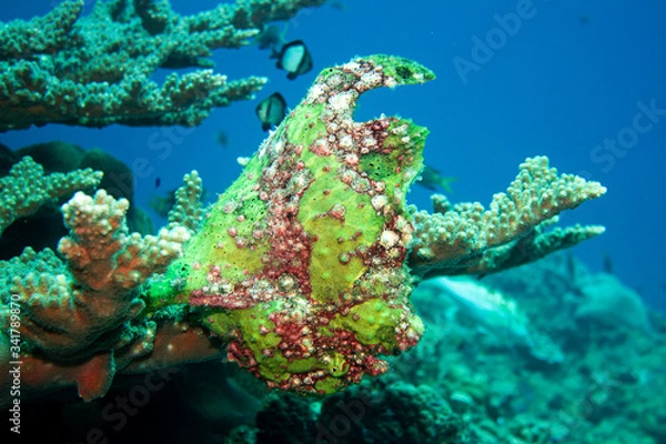 Obraz オオモンカエルアンコウ