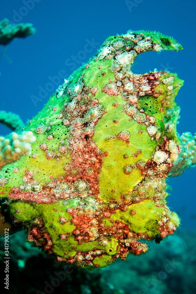 Obraz オオモンカエルアンコウ