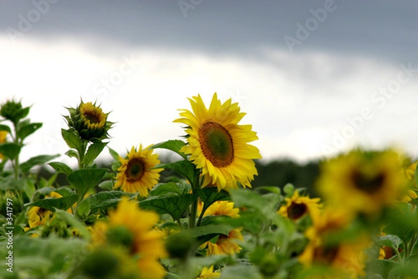 Fototapeta sonnenblumen