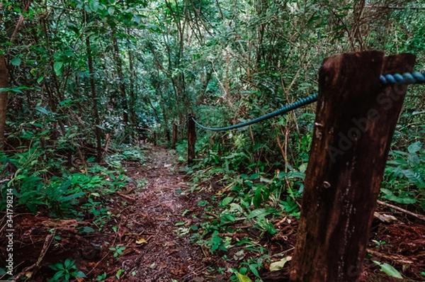 Obraz Costa Rican Jungle