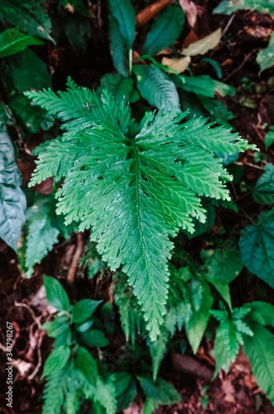 Obraz Beautiful Leaf