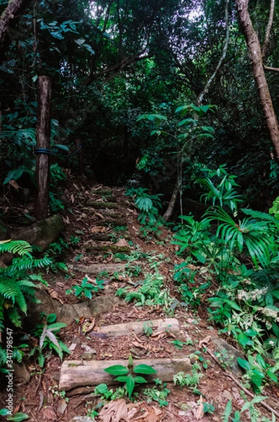 Obraz Rainforest foliage