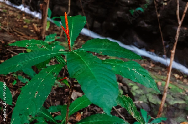 Obraz Tropical Plant