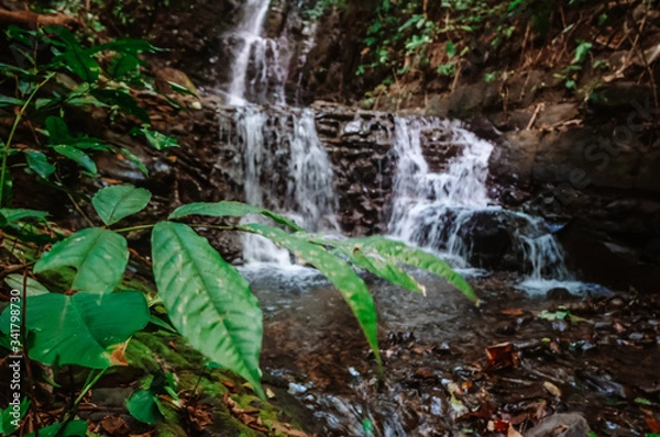 Obraz Plants and waterfalls