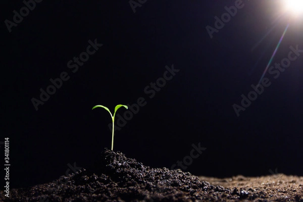 Obraz Young seedling in soil on black background