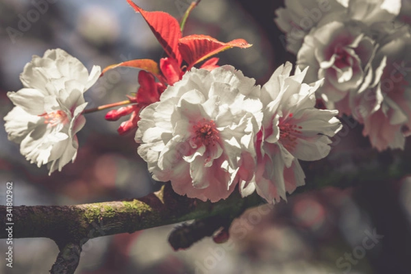 Obraz pink cherry blossom