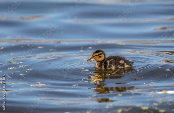 Obraz duck in the water