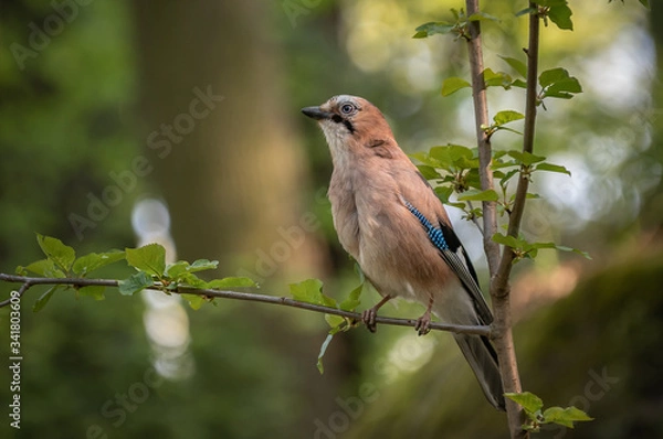 Obraz lilac breasted roller