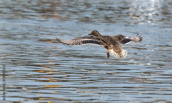 Obraz seagull in flight