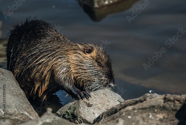 Obraz otter in the water