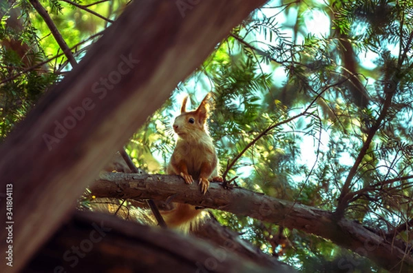 Obraz squirrel on a tree
