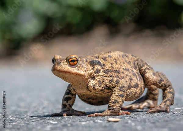 Obraz frog in the grass