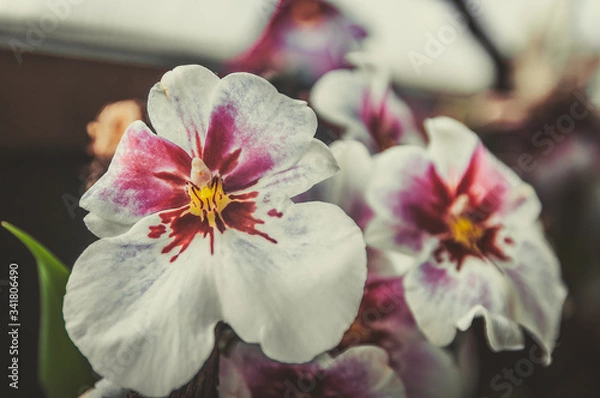 Obraz pink and white flowers