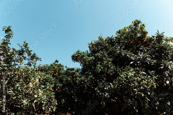 Fototapeta Orangen Baum