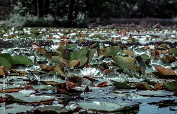 Obraz ducks in the park