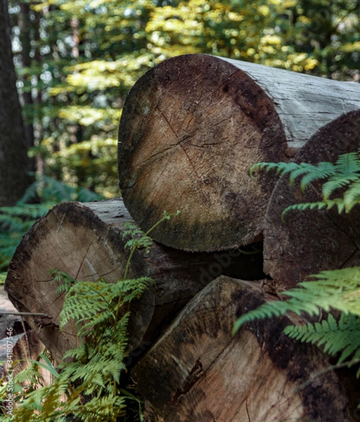 Obraz mushrooms on a tree