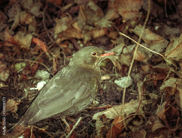 Obraz green heron bird