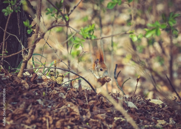 Obraz red backed shrike