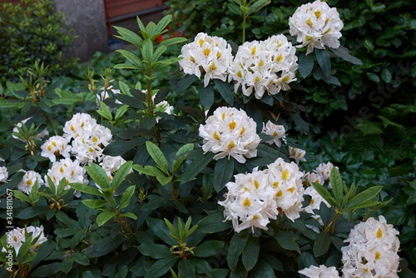 Fototapeta Rhododendron