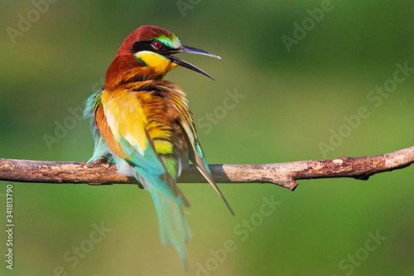 Fototapeta beautiful bird with open beak