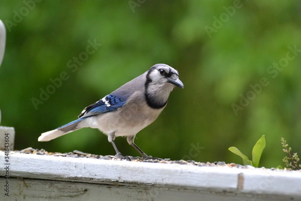 Fototapeta Blue Jay