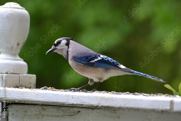 Obraz Blue Jay