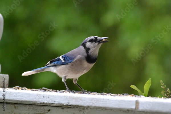 Obraz Blue Jay eating a seed.