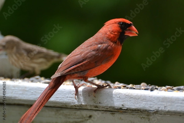 Obraz Cardinal eating a seed.