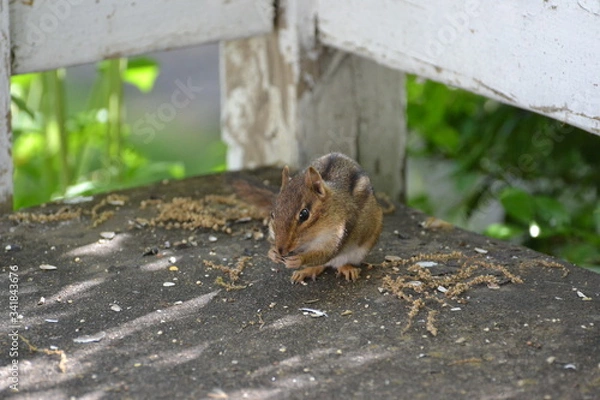 Obraz Chipmunk eating.