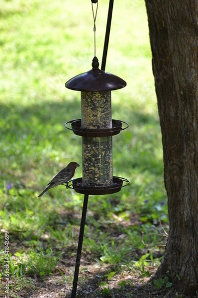 Obraz Bird on a feeder.