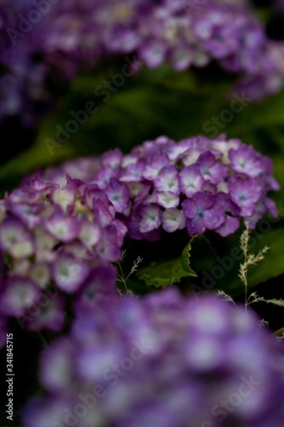 Fototapeta 紫陽花の花