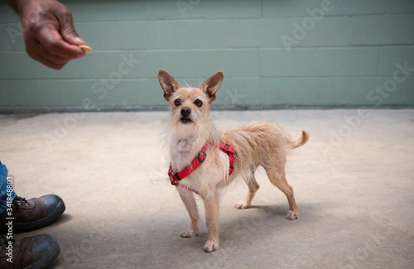 Fototapeta Side view of small tan and white mix breed dog standing on cement floor, looking toward a hand with a treat, green painted cinder block wall in background
