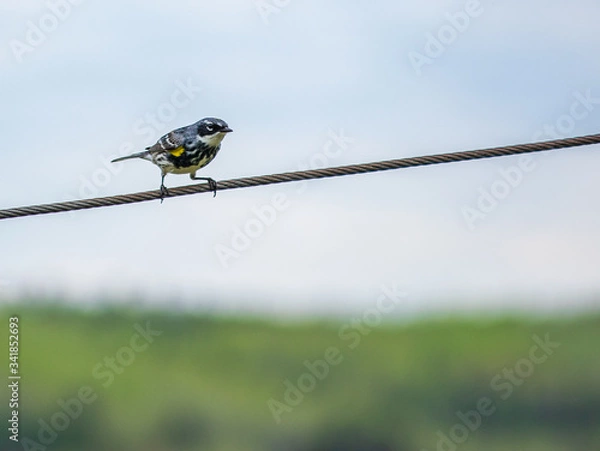 Fototapeta bird on cable 2