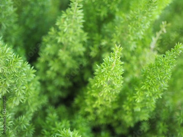Fototapeta Abstract green background full frame with blurred and soft focus of leaf plant.