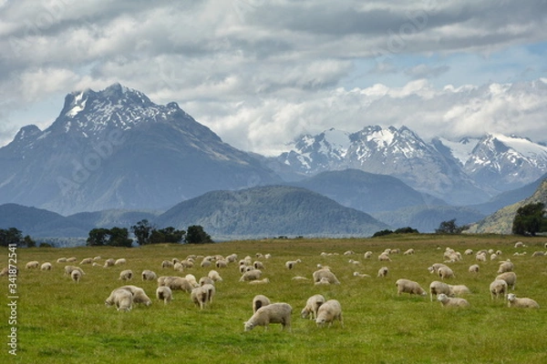 Obraz Sheep on pasture, Glenorchy, New Zealand