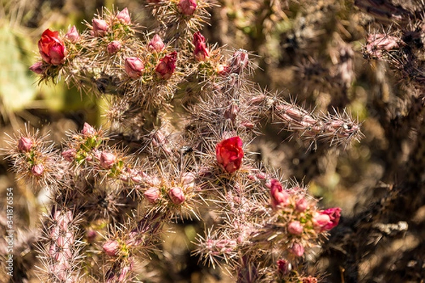Obraz Cactus in Bloom
