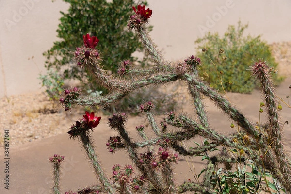 Obraz Cactus in Bloom