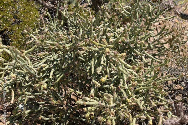 Obraz Cactus in Bloom