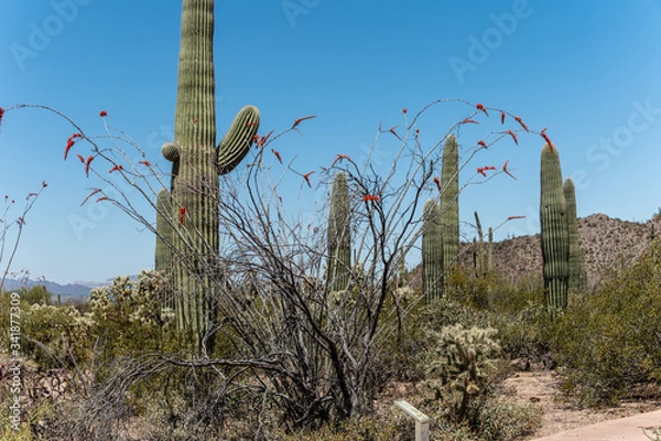 Obraz Cactus in Bloom