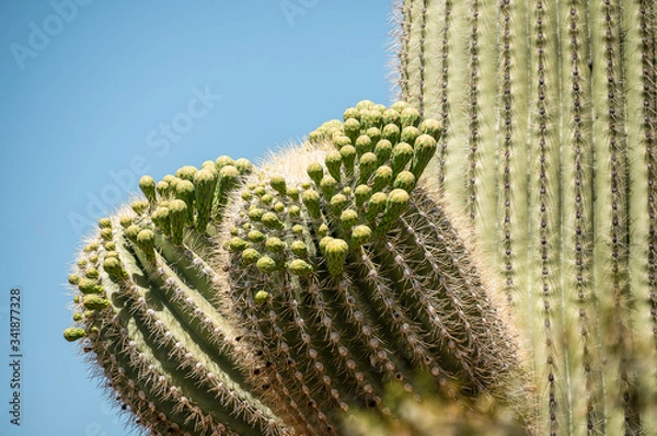 Obraz Cactus in Bloom