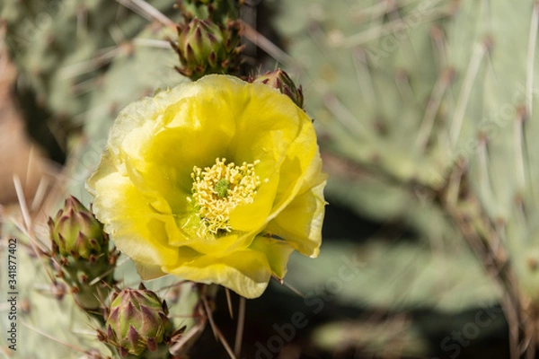 Obraz Cactus in Bloom