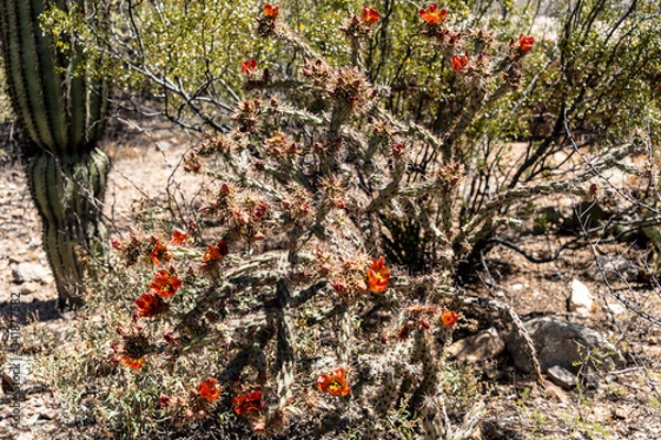 Obraz Cactus in Bloom