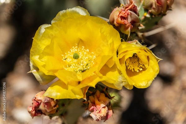 Obraz Cactus in Bloom