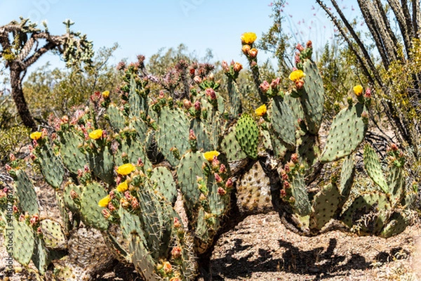 Obraz Cactus in Bloom