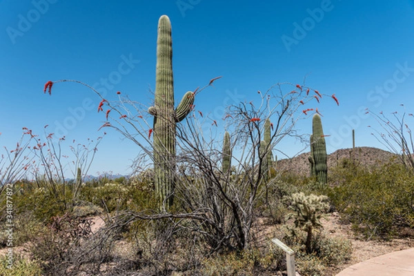 Obraz Cactus in Bloom