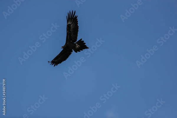 Obraz wedge tail eagle